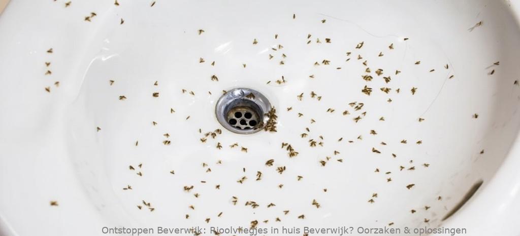 Rioolvliegjes in huis Beverwijk? Oorzaken & oplossingen